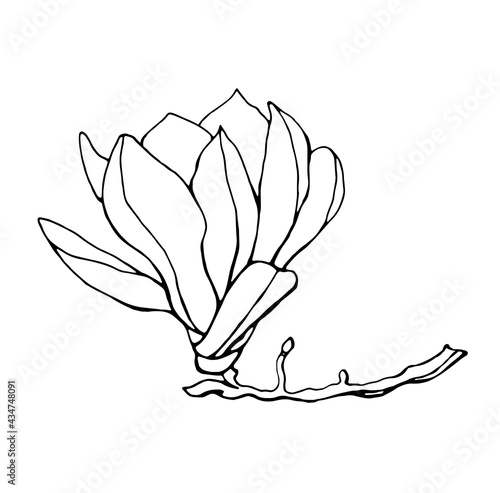 Magnolia flower, magnolia tree branch. Vector image, black line