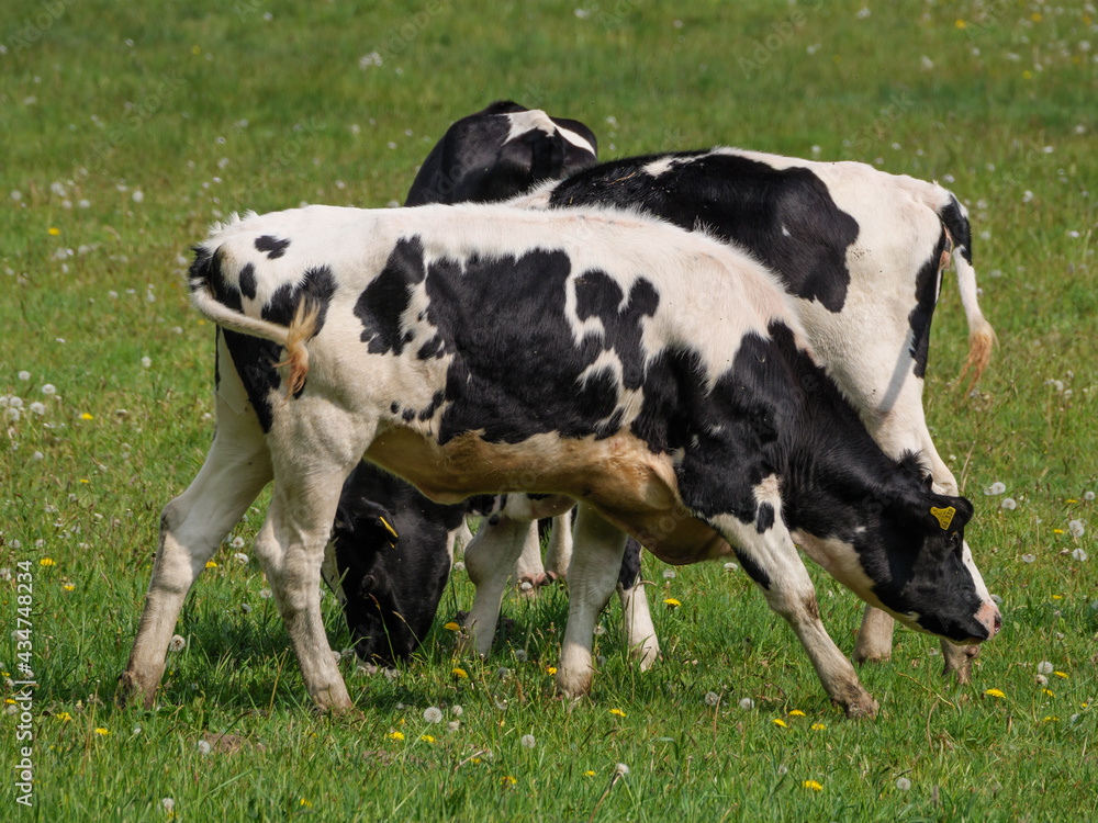 Kühe auf der Weide im Münsterland