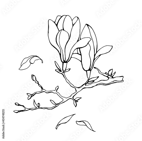 Magnolia flower, magnolia tree branch. Vector image, black line
