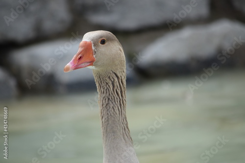 Swan