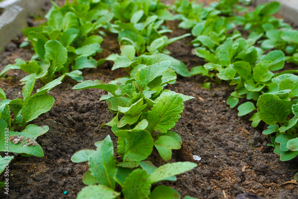 Obraz premium Closeup row of radish seedlings in the garden.
