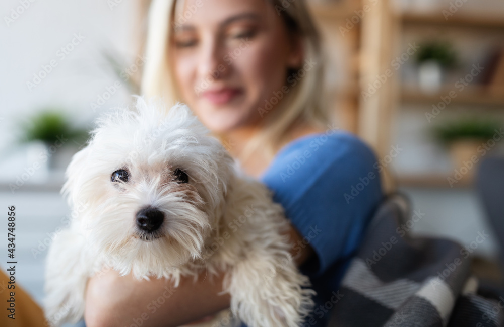 Beautiful woman playing with puppy on sofa at home Beautiful woman playing with puppy on sofa at home