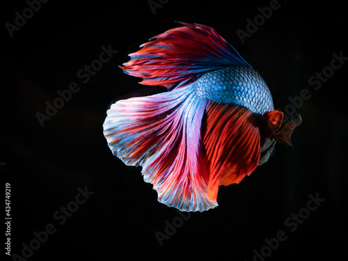 Photo of close range betta fish Fish tail focus Split black background