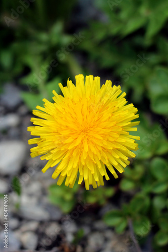 Shapely head of blooming dandelion