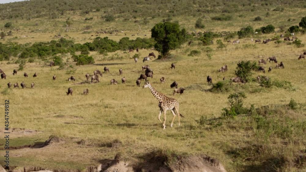 Herds of African Buffalos (Syncerus caffer) and Giraffes (Giraffa peralta) grazing in a savanna and drinking water. The many glorious animals peacefully coexist in the near endless fields of Kenya. Herds of African Buffalos (Syncerus caffer) and Giraffes (Giraffa peralta) grazing in a savanna and drinking water. The many glorious animals peacefully coexist in the near endless fields of Kenya.