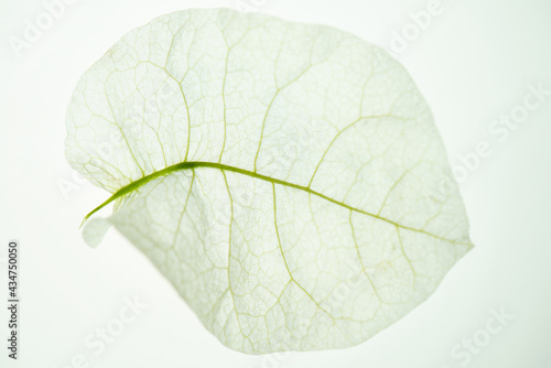 White Leaf with green veins on a white background