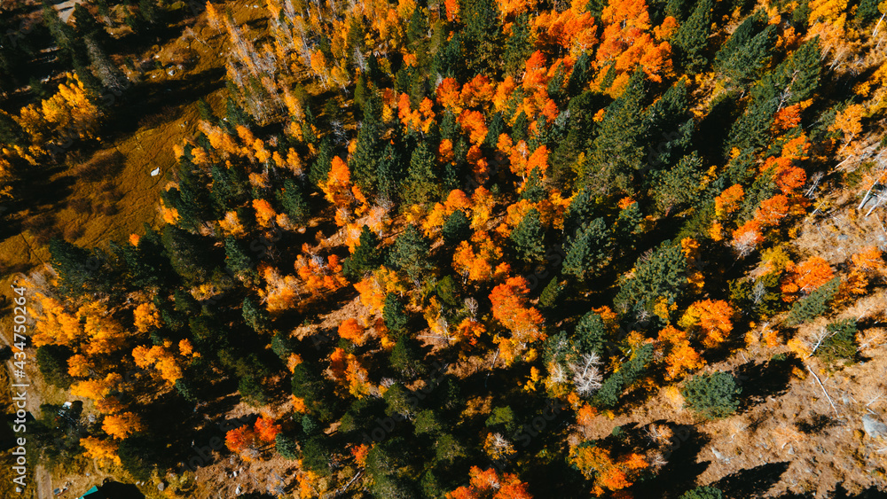 above the trees above the trees