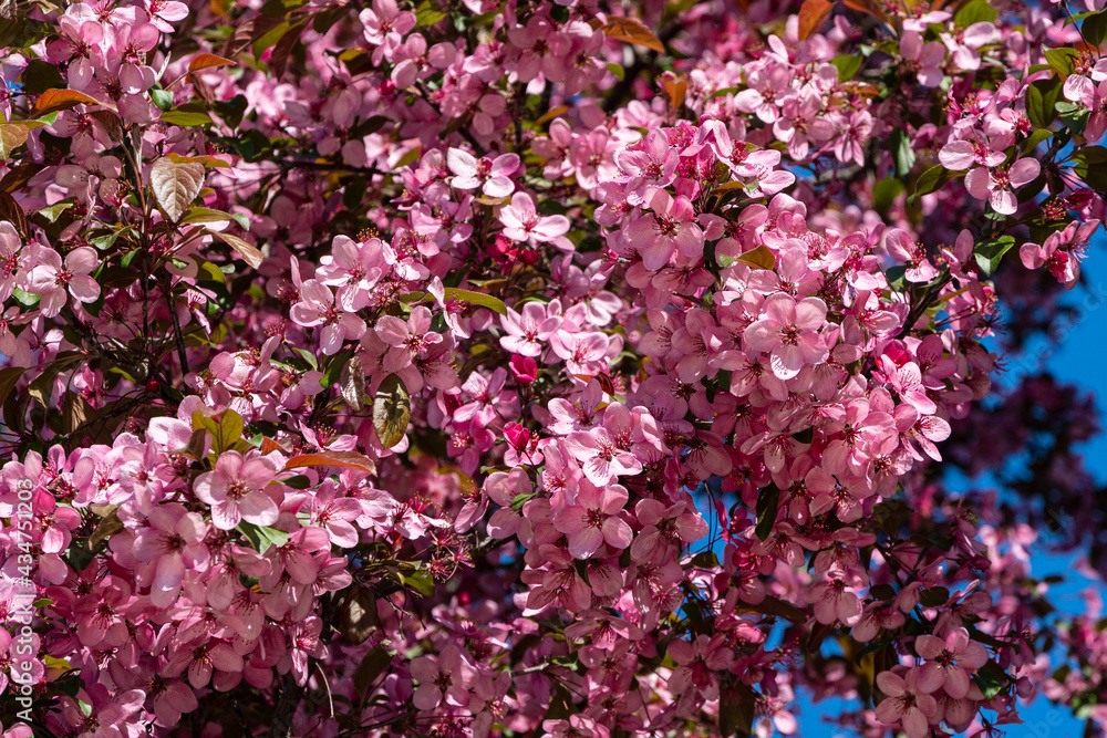 Blossoming of apple-tree Malus pumila 'Niedzwetzkyana' in landscape park of Krasnodar. Large dark pink inflorescences of Nedzwiecki apple tree against blue sky. Blurred background. Selective focus. Blossoming of apple-tree Malus pumila 'Niedzwetzkyana' in landscape park of Krasnodar. Large dark pink inflorescences of Nedzwiecki apple tree against blue sky. Blurred background. Selective focus.