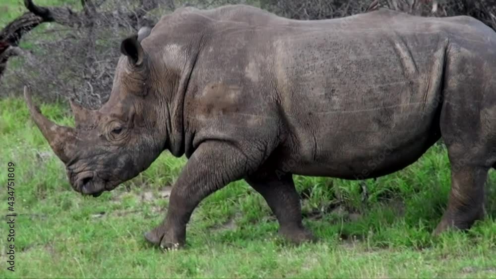 White Rhino Grazing And Walking Through Lush Green Bush in the Kruger National Park South Africa White Rhino Grazing And Walking Through Lush Green Bush in the Kruger National Park South Africa