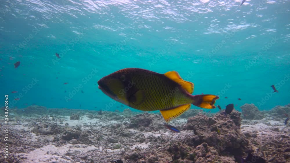 Titanium trigger fish. Exciting diving on the reefs of the Maldives Titanium trigger fish. Exciting diving on the reefs of the Maldives