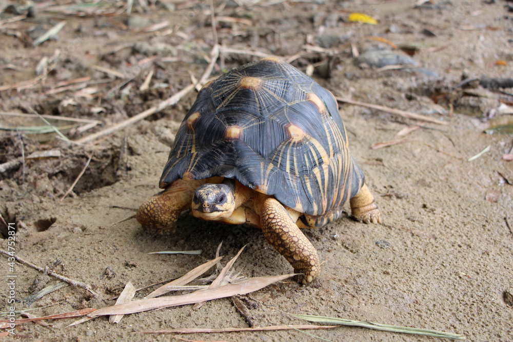 Obraz premium Portrait of radiated tortoise,The radiated tortoise eating flower ,Tortoise sunbathe on ground with his protective shell ,cute animal ,Astrochelys radiata ,The radiatedtortoise from Madagascar