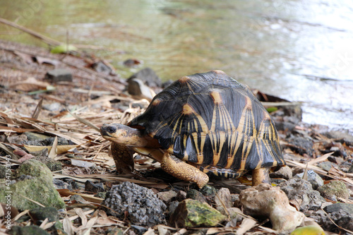 Portrait of radiated tortoise,The radiated tortoise eating flower ,Tortoise sunbathe on ground with his protective shell ,cute animal ,Astrochelys radiata ,The radiatedtortoise from Madagascar