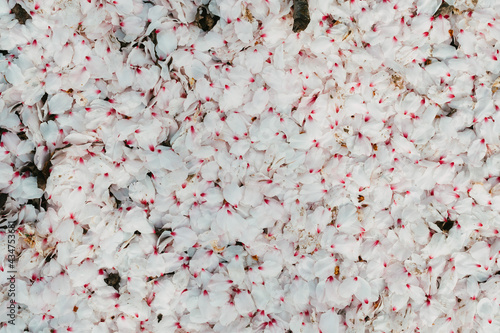 blossom