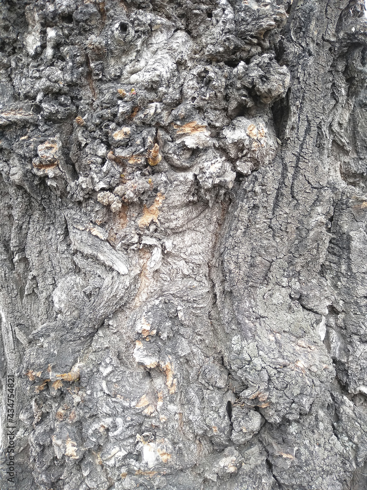 background tree bark rough texture background tree bark rough texture