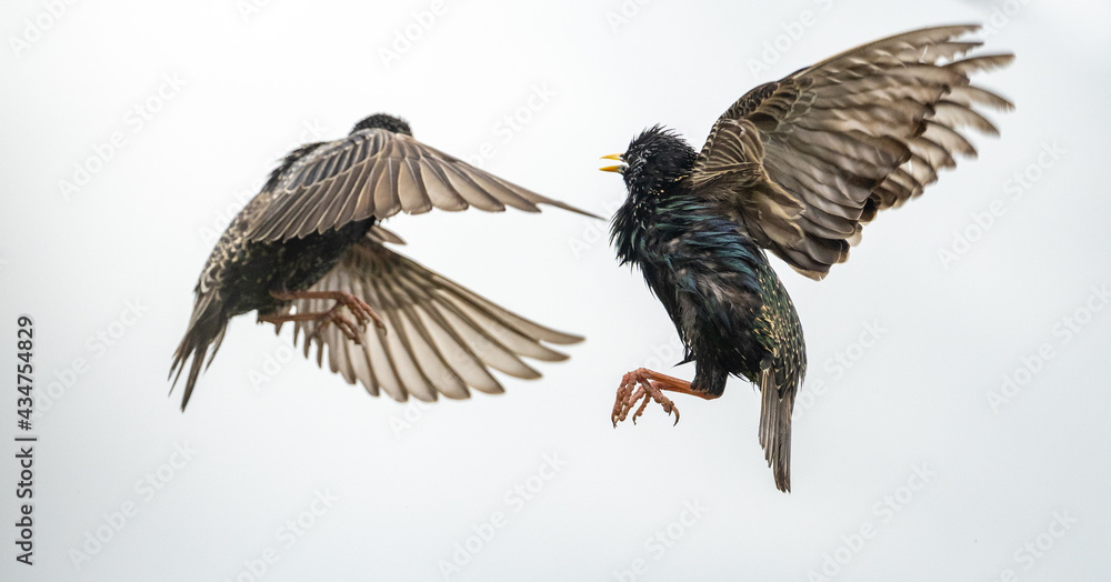 Obraz premium Stare Vögel