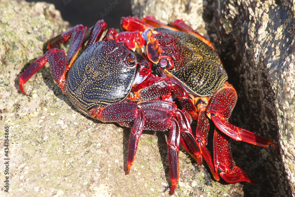 rote_Klippenkrabbe rote_Klippenkrabbe