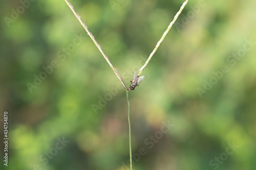 fly on a green leaf © armifauzi