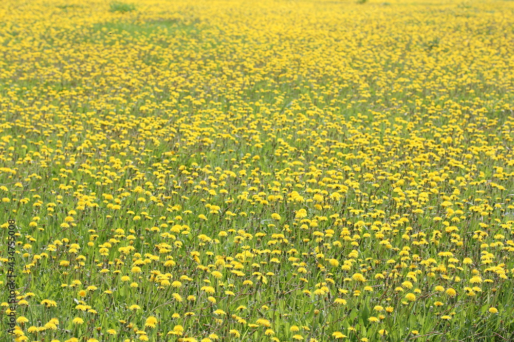Obraz premium Field of bright yellow dandelions on a sunny spring day