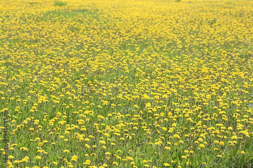 Field of bright yellow dandelions on a sunny spring day