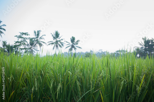 Green rice spikes on a farm with blurred defocused palm trees in daylight