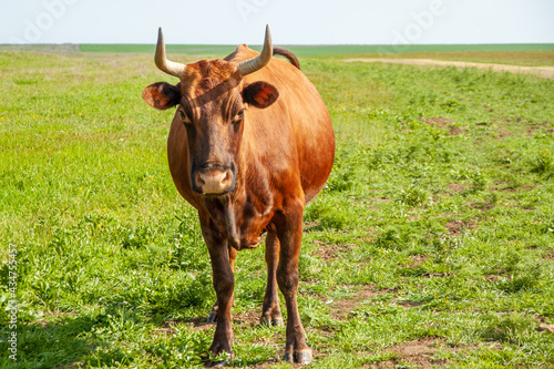 A young brown cow with long horns stands against the background of a green field