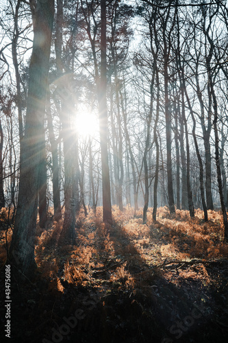 sun rays through trees with fog