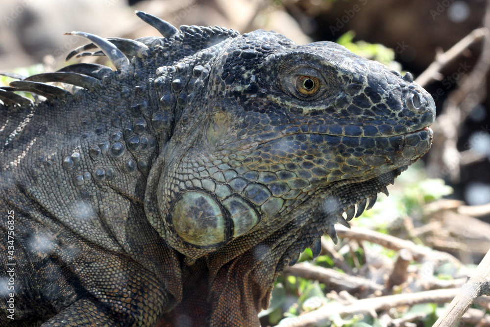 grüner Leguan grüner Leguan