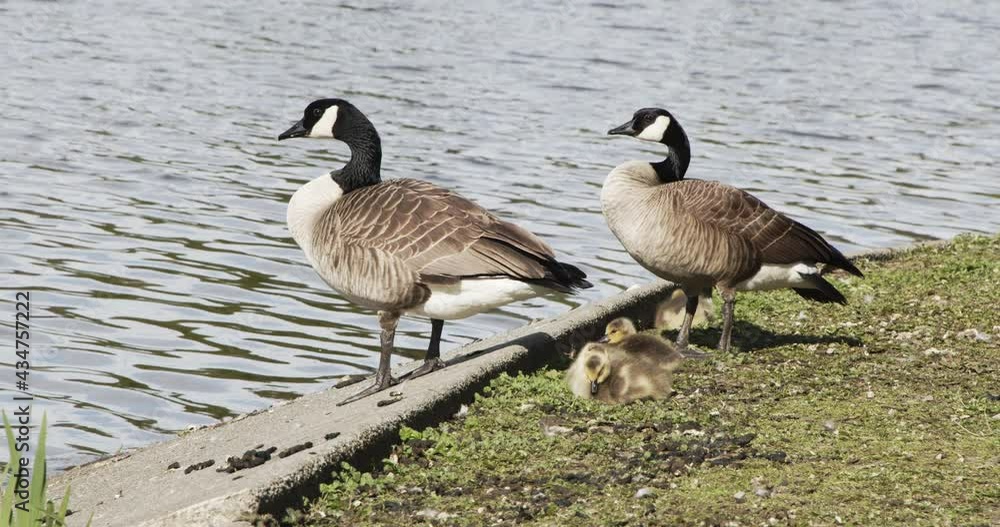 Goose family sleeping next to pond - Stanley Park VAncouver Goose family sleeping next to pond - Stanley Park VAncouver