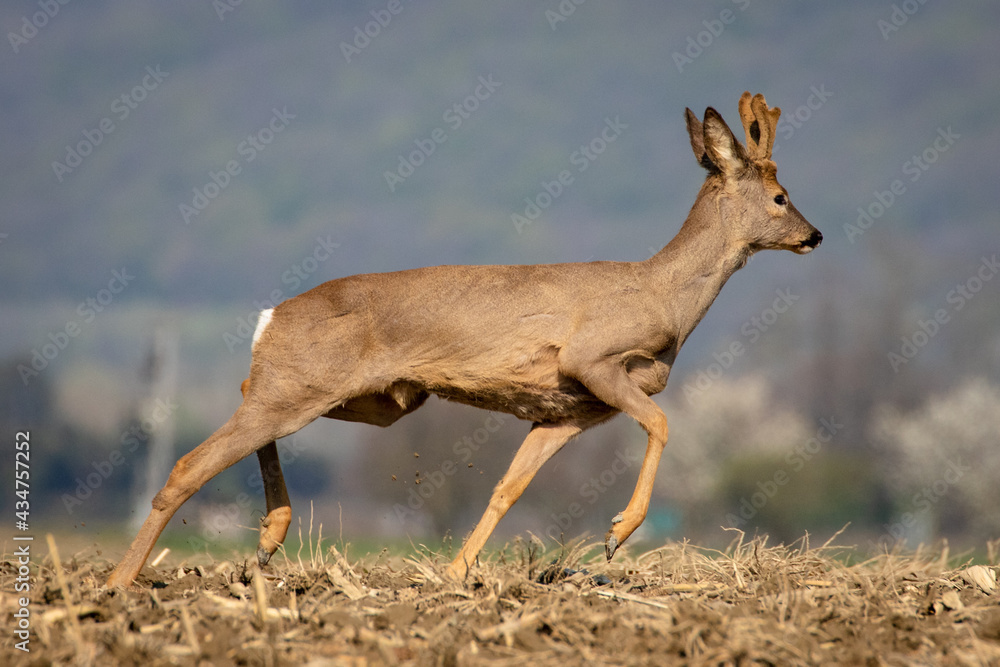 Roe Deer