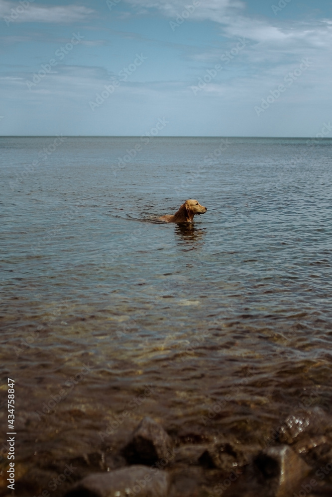 A photo of a dog swimming in the water on the beach. Vertical A photo of a dog swimming in the water on the beach. Vertical