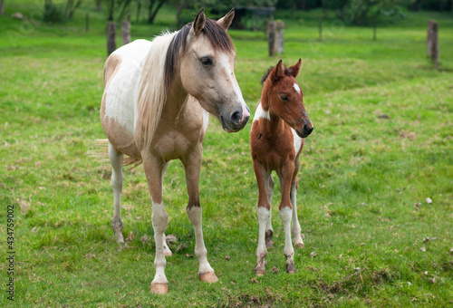 two horses. young horse and old horse. mother and son horses. green meadow horses. two brown and light brown horses. wooden fence in the background.  © ManuelEddy