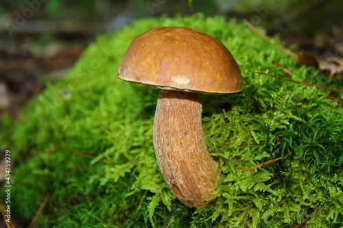 Lone mushroom