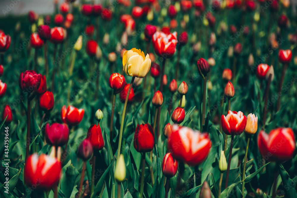 red tulips in the garden red tulips in the garden