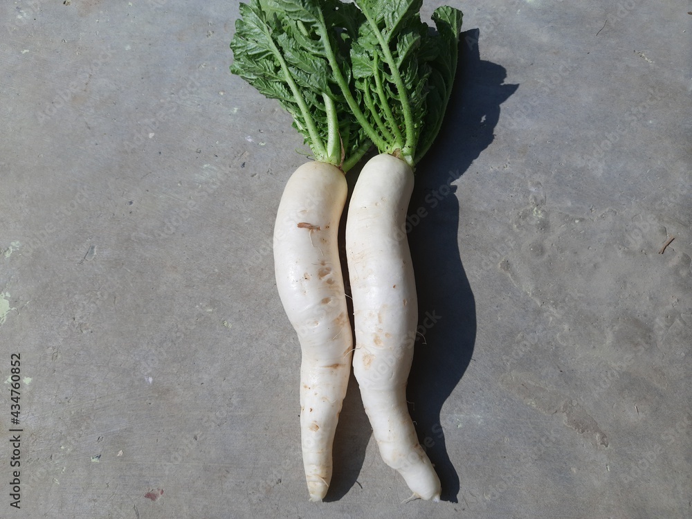 Radish is an edible root vegetable of the family Brassicaceae. Its