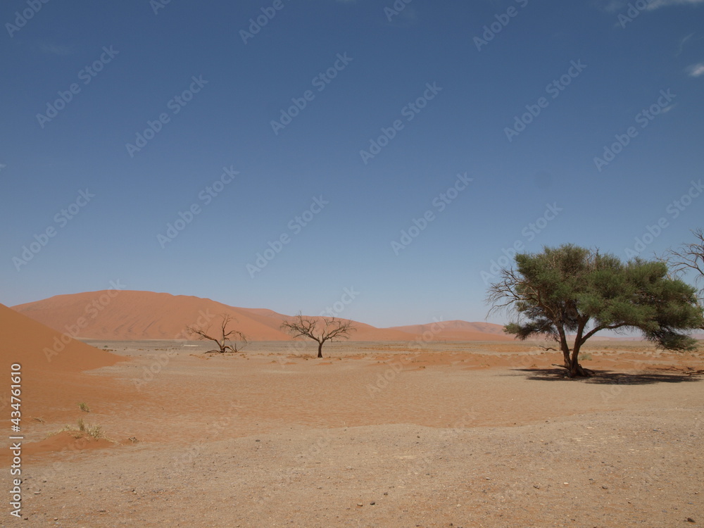 Namibia - Sossusvlei - Dune and Tree