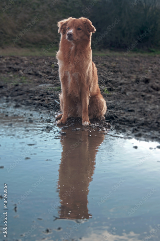 Cute Young Toller - Nova Scotia Duck Tolling Retriever -
Cute Young Toller - Nova Scotia Duck Tolling Retriever -