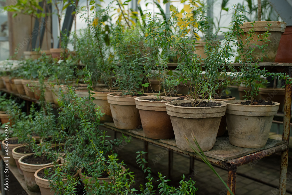 Many different pots of plants in the botanical garden