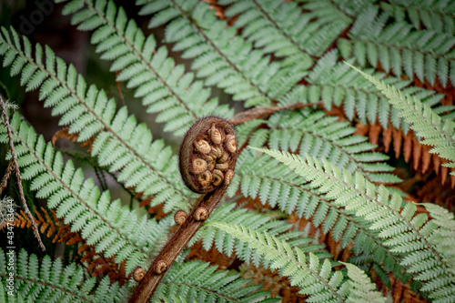 New Zealand iconic, Selective focus of unfurling frond of Koru, Alsophila dealbata or Synonym Cyathea dealbata commonly known as the silver fern, Young leaves of fern, Nature pattern background. photo