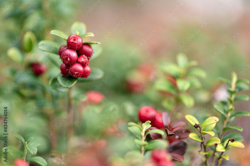 Obraz premium Vaccinium vitis-idaea or Lingonberry and Cowberry