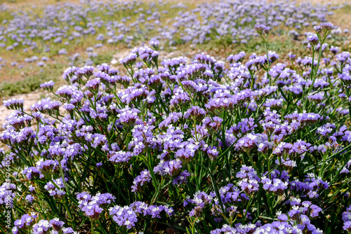 Field of violet laverder flower in steppe
