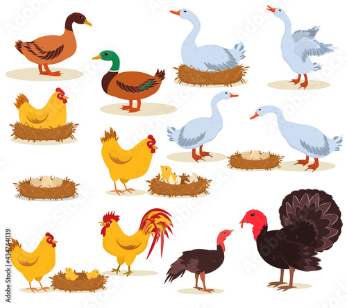 vector illustration of farm poultry standing, hatching eggs, chickens isolated on a white background