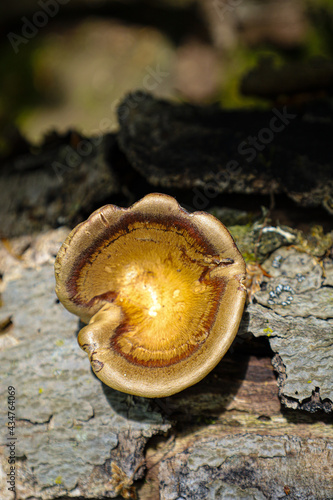 Fungi