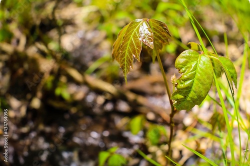Poison Ivy