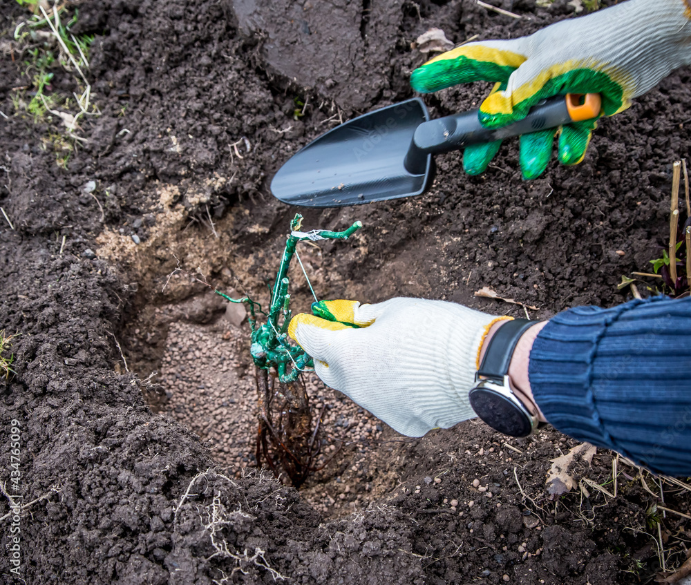 Planting a rose seedling in the open ground. Gardening works. Planting a rose seedling in the open ground. Gardening works.