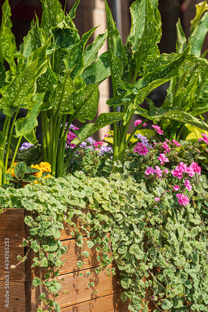 nice flowers in the containers nice flowers in the containers