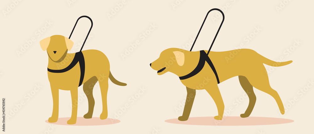 Guide dog isolated, flat vector stock illustration with set or collection  of yellow labrador dogs as blind assistant or companion Stock Vector |  Adobe Stock