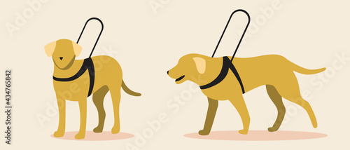 Guide dog isolated, flat vector stock illustration with set or collection of yellow labrador dogs as blind assistant or companion