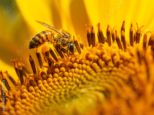 Girassol - Sunflower  photo