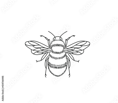 Vector isolated bee bumblebee line drawing. Colorless black and white contour bee bumblebee graphic sketch icon logotype symbol