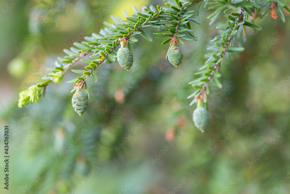 Balsam tree with new growth and pinecones Balsam tree with new growth and pinecones